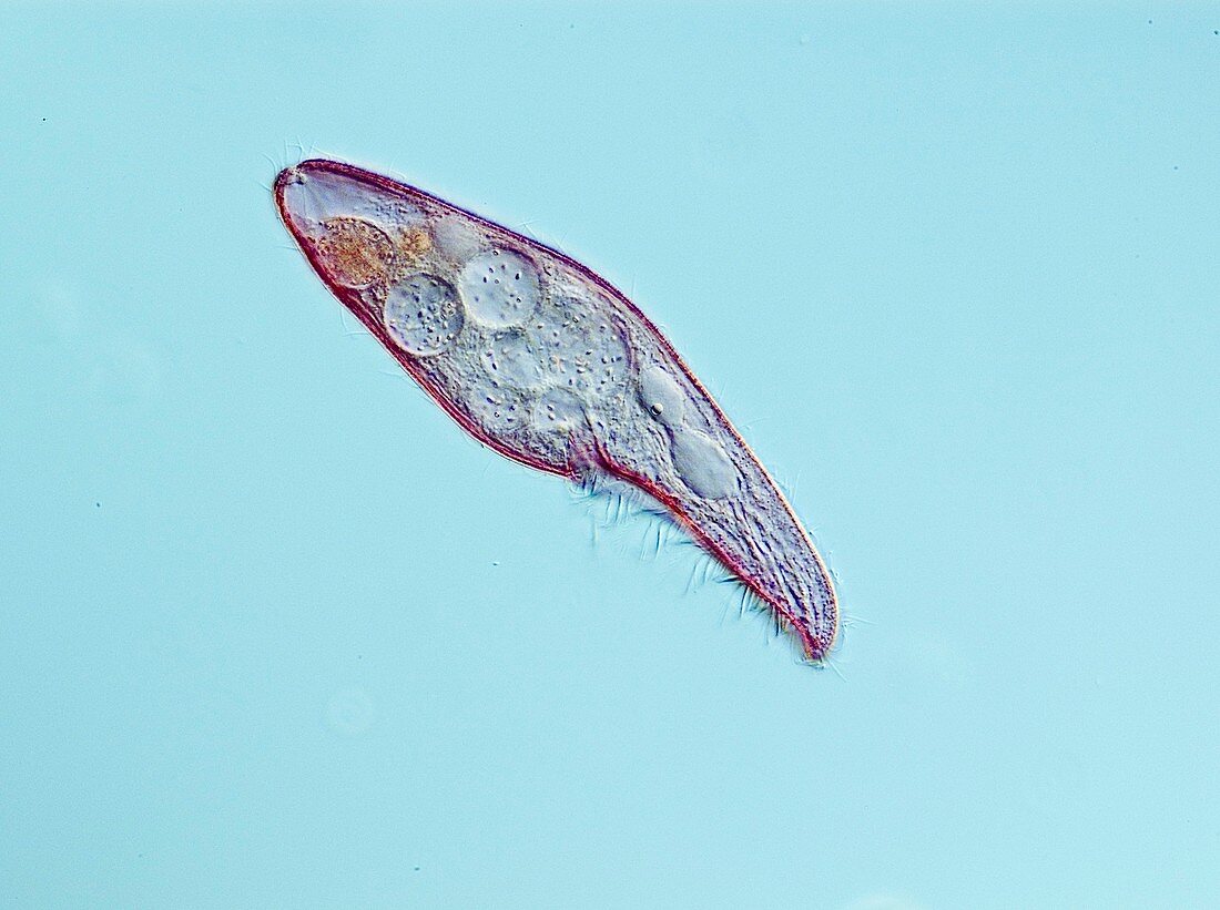 Blepharisma protozoan,light micrograph