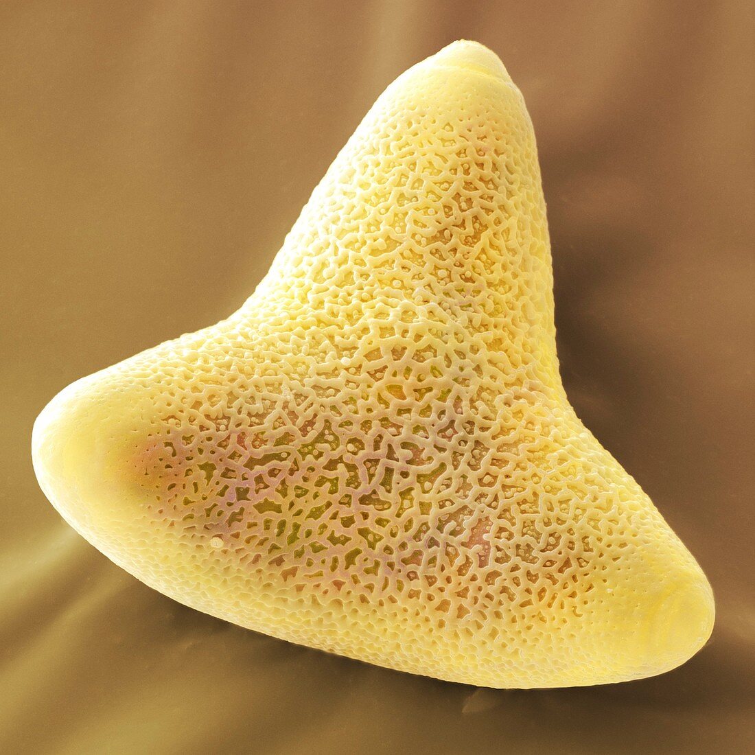 Leucospermum pollen grain,SEM