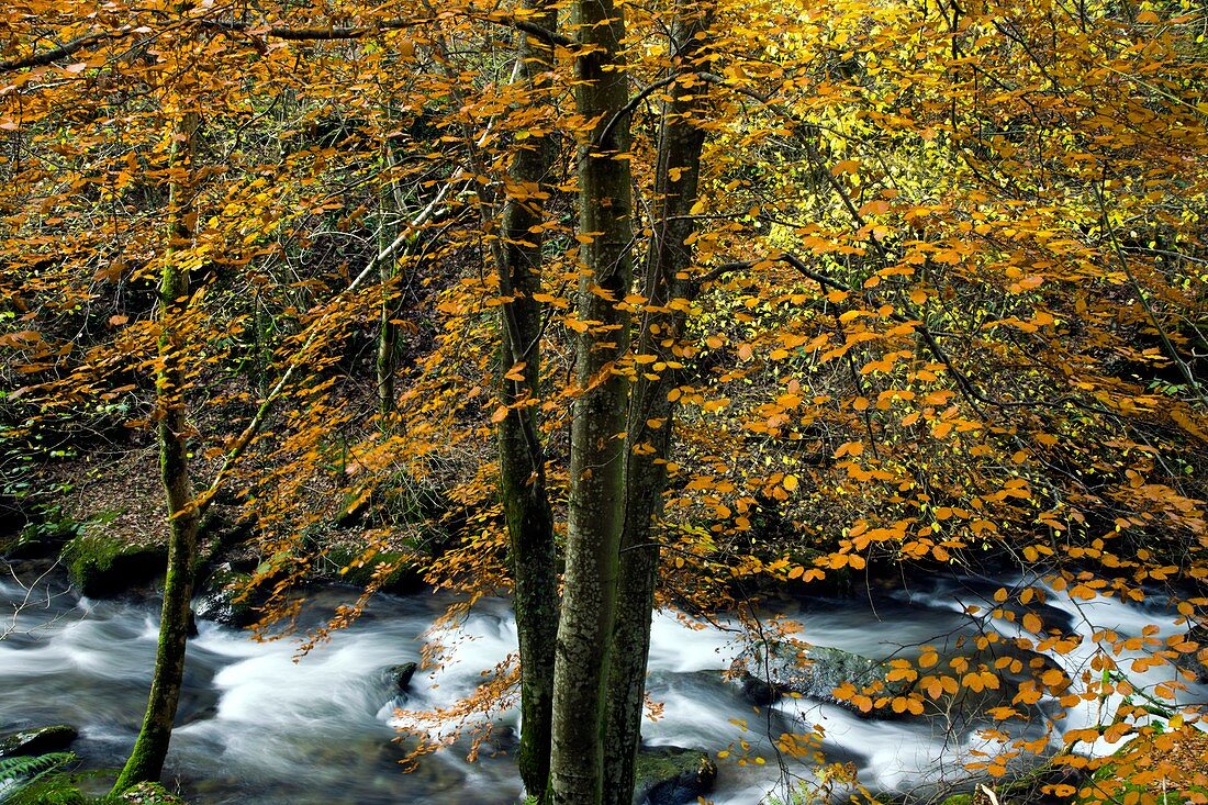 River Lyn in autumn