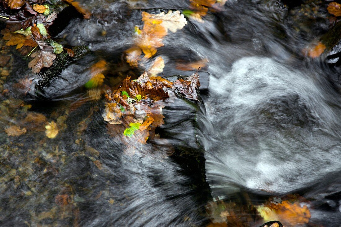 Autumn leaves in a stream