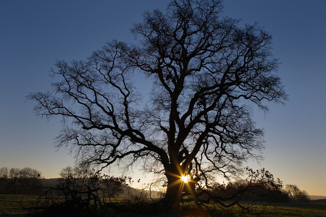 Oak tree at sunrise