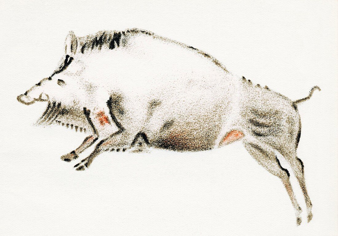 Cave painting of a boar,artwork