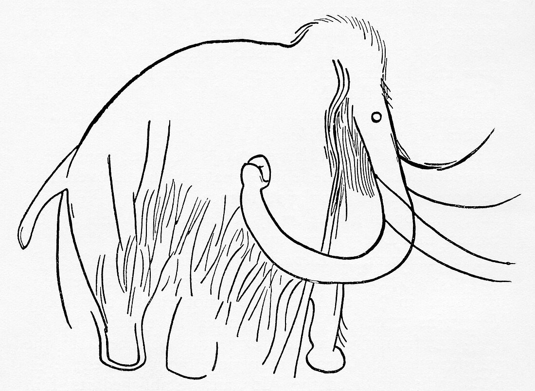 Cave painting of a mammoth,artwork