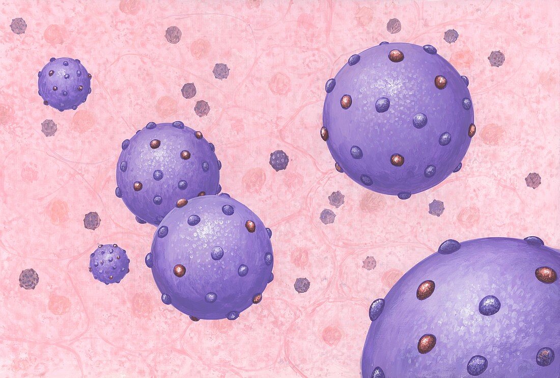 Hepatitis C viruses,artwork