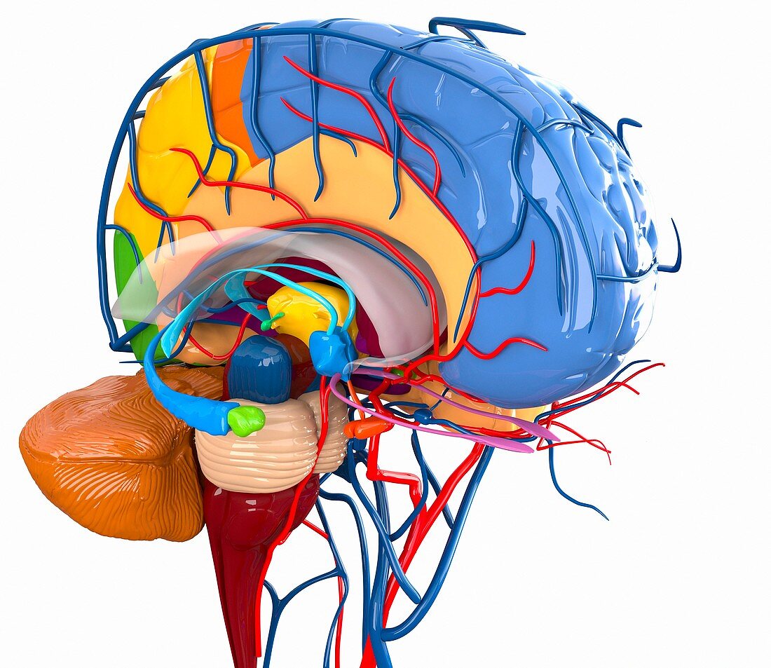 Human brain anatomy,artwork