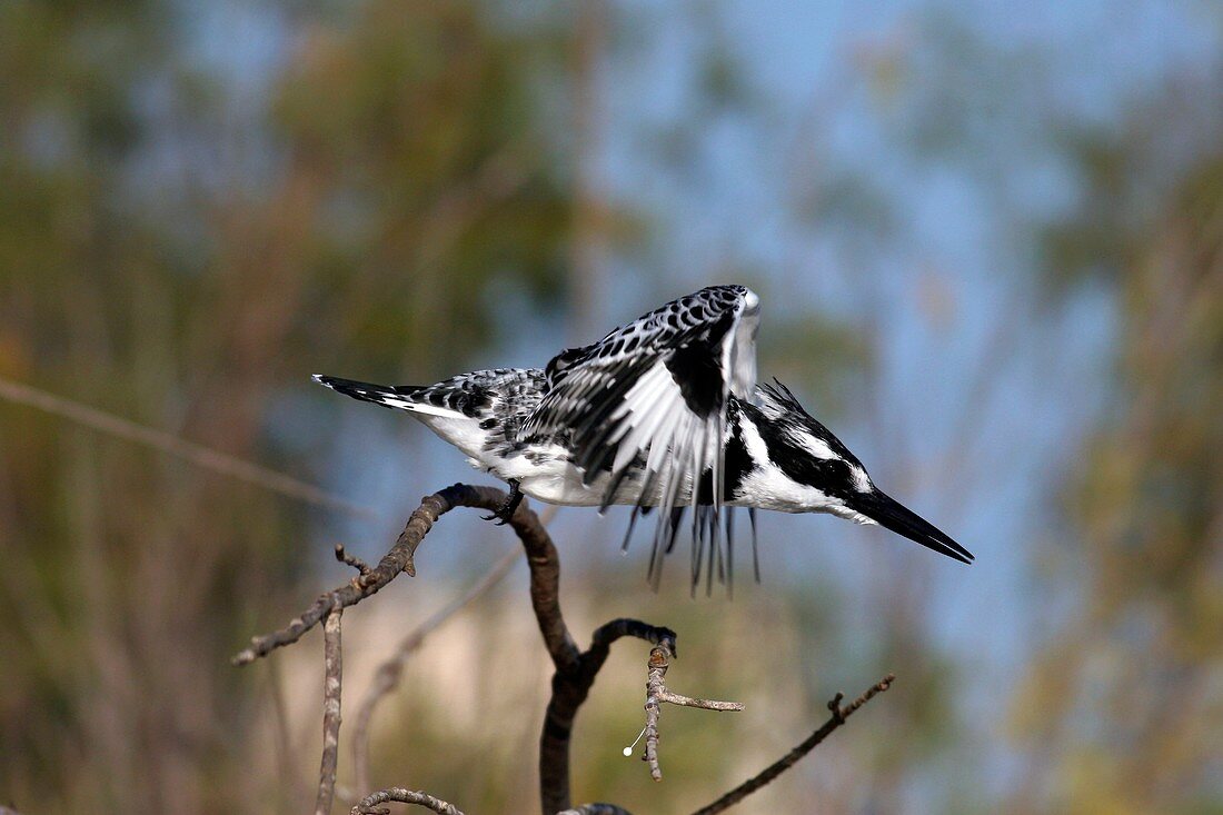 Pied kingfisher launching from a branch