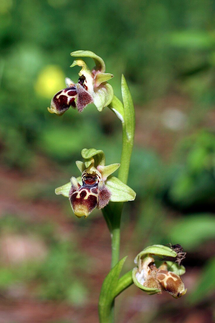 Carmel bee orchid (Ophrys lutea)