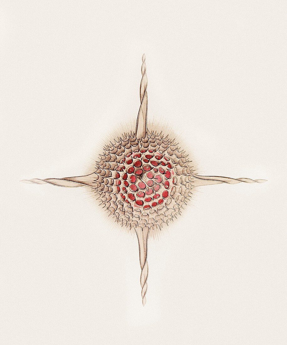 Hexastylus radiolarian,artwork