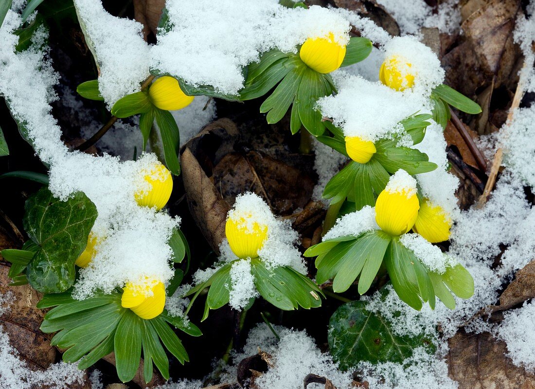 Winter Aconite (Eranthis hyemalis)