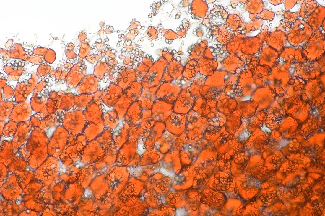 Jatropha curcas oil,light micrograph