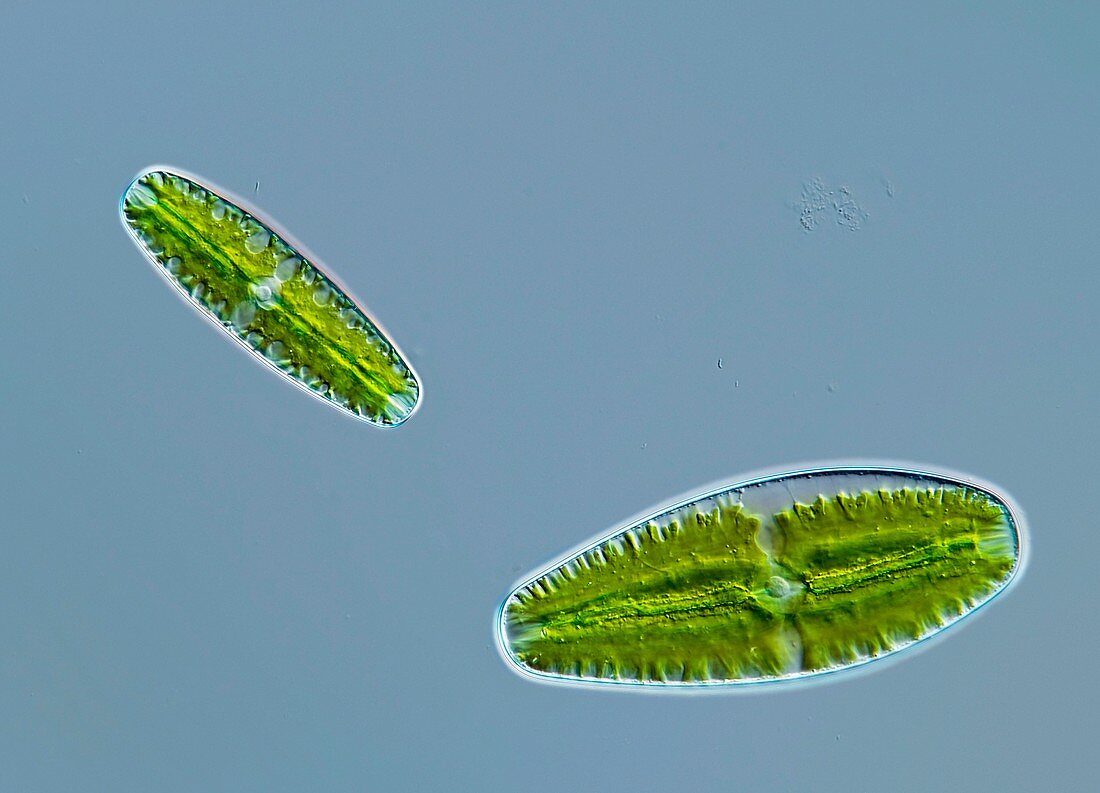 Green alga,light micrograph