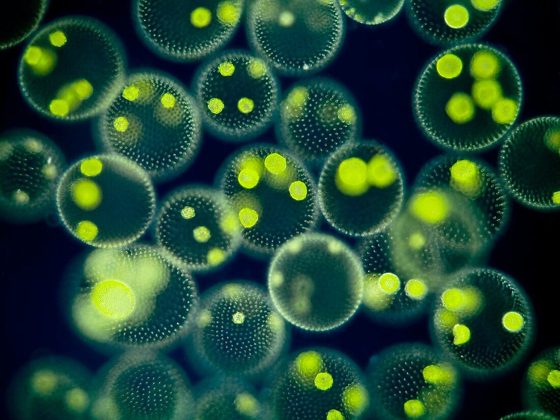 Volvox colonies,light micrograph