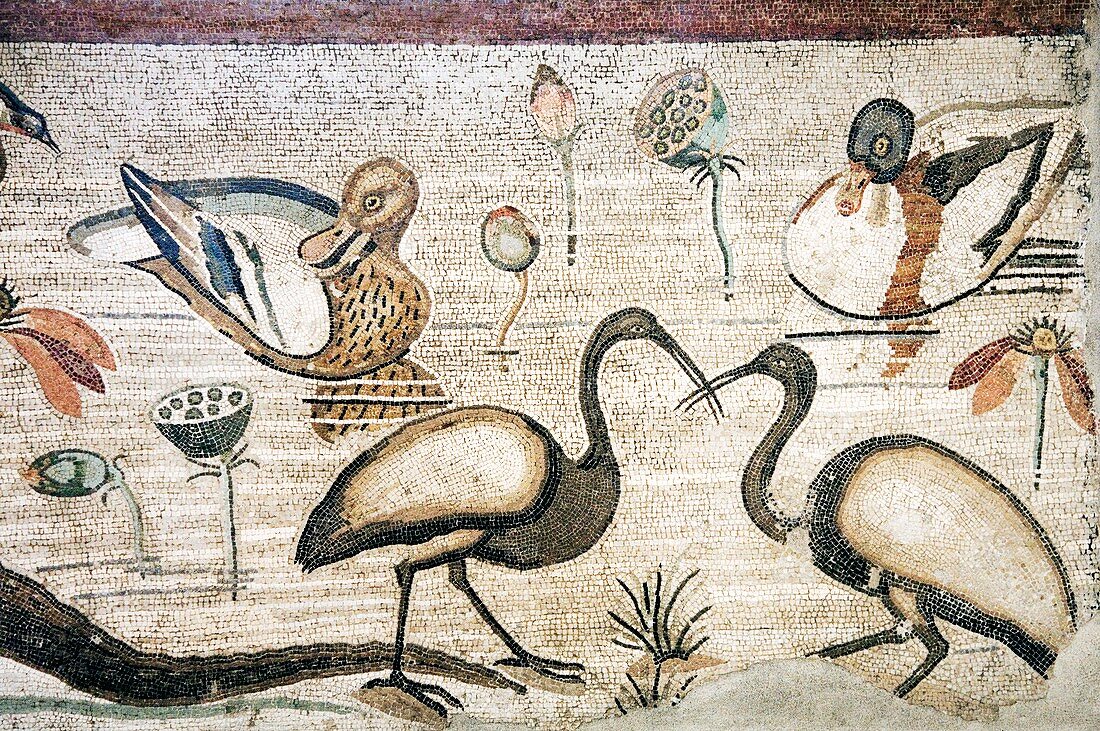 Nile flora and fauna,Roman mosaic