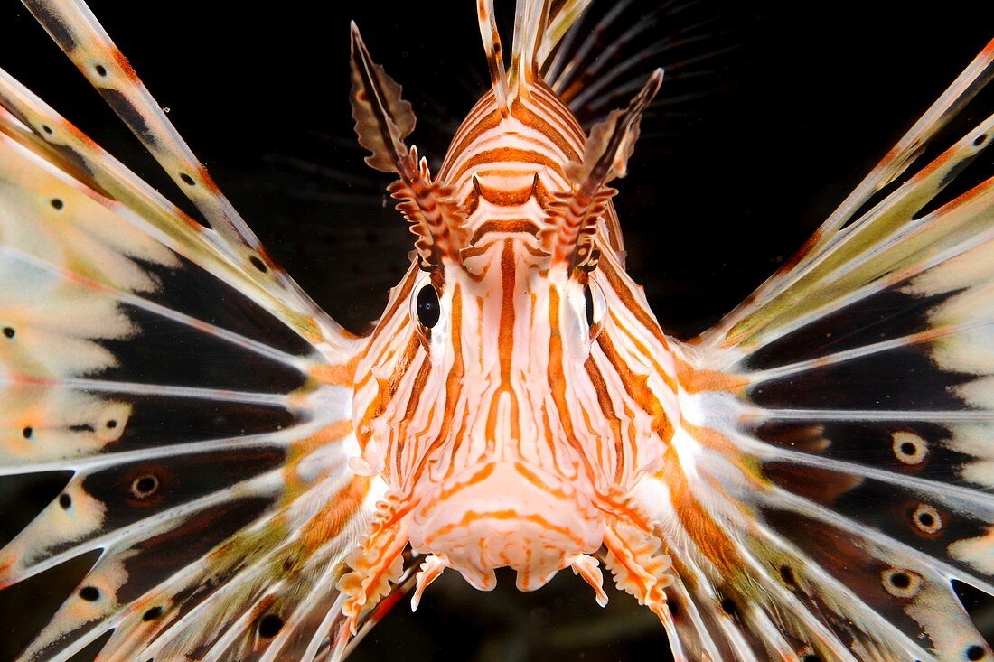 Radial lionfish