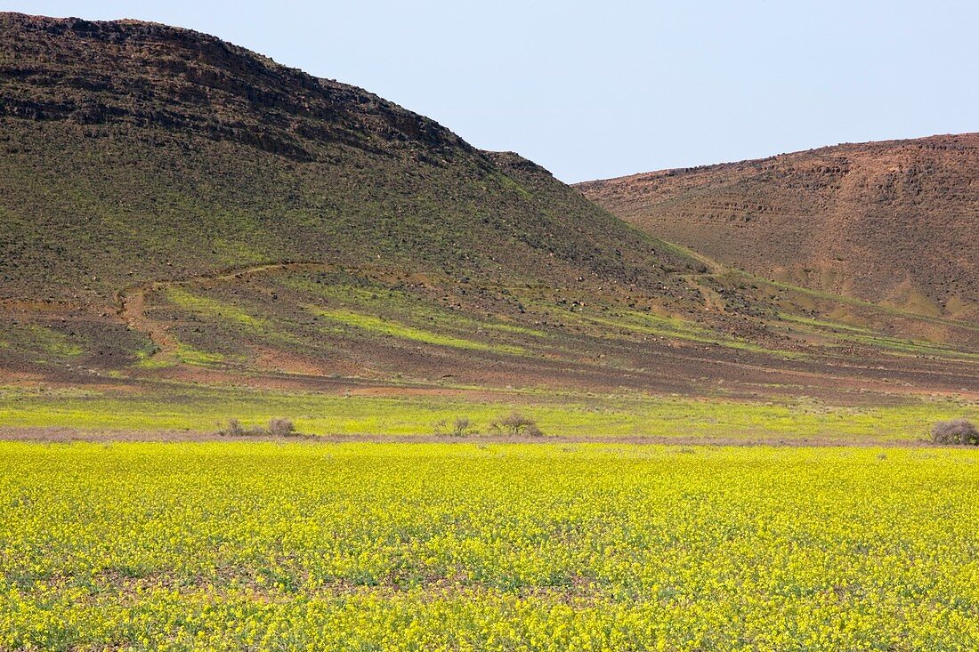 Brassica in the Sahara Desert