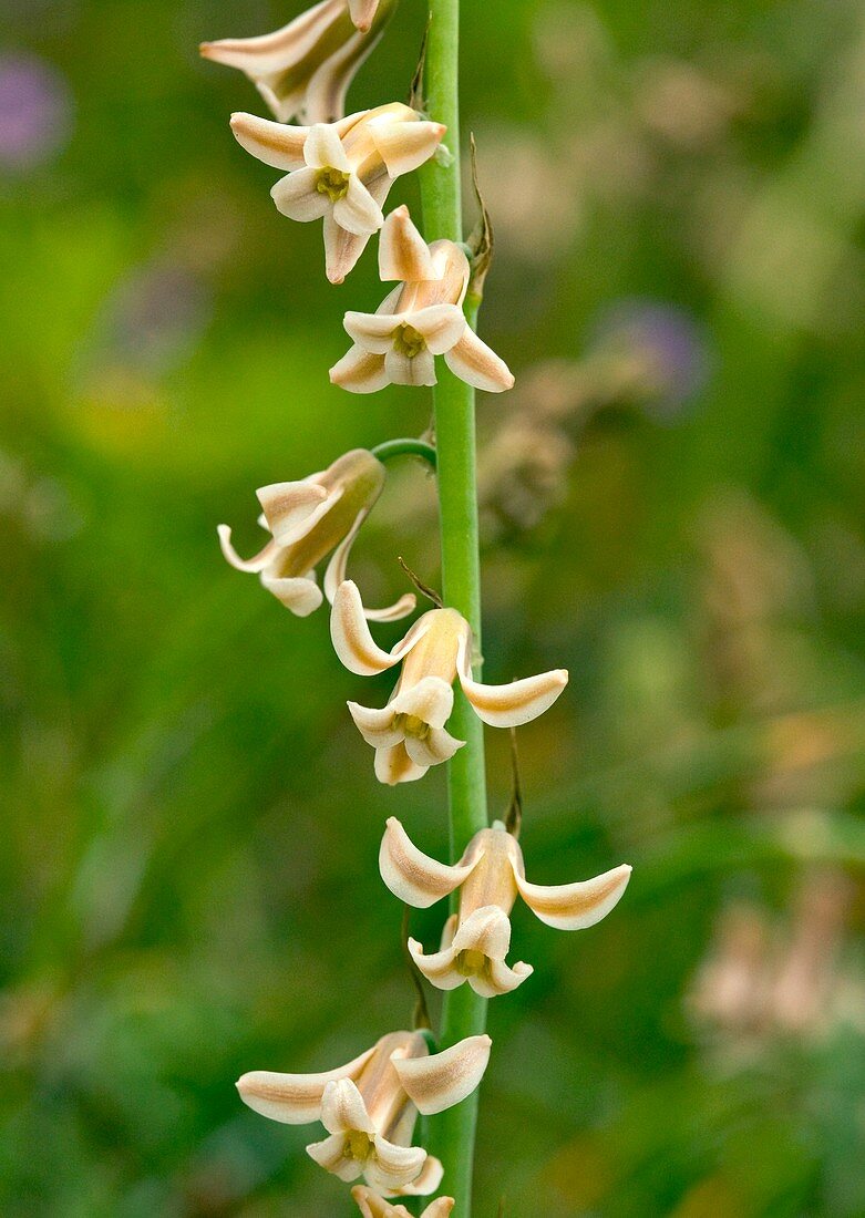 Brown Bluebell (Dipcadi serotina)