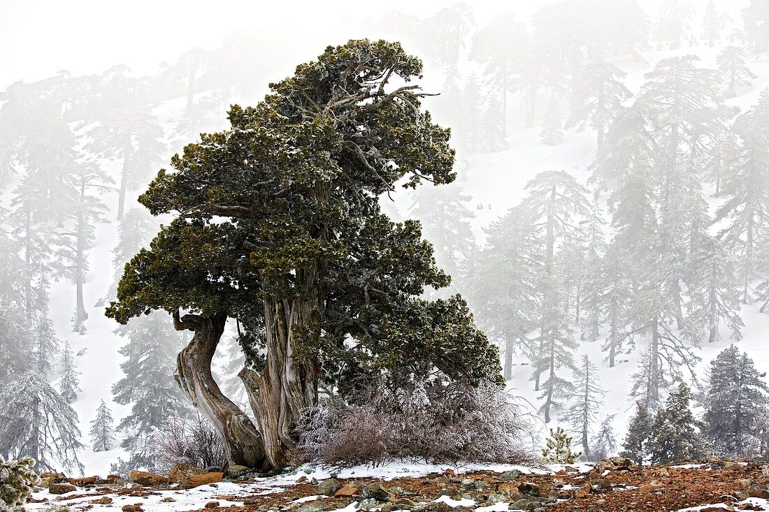 Juniper (Juniperus foetidissima)