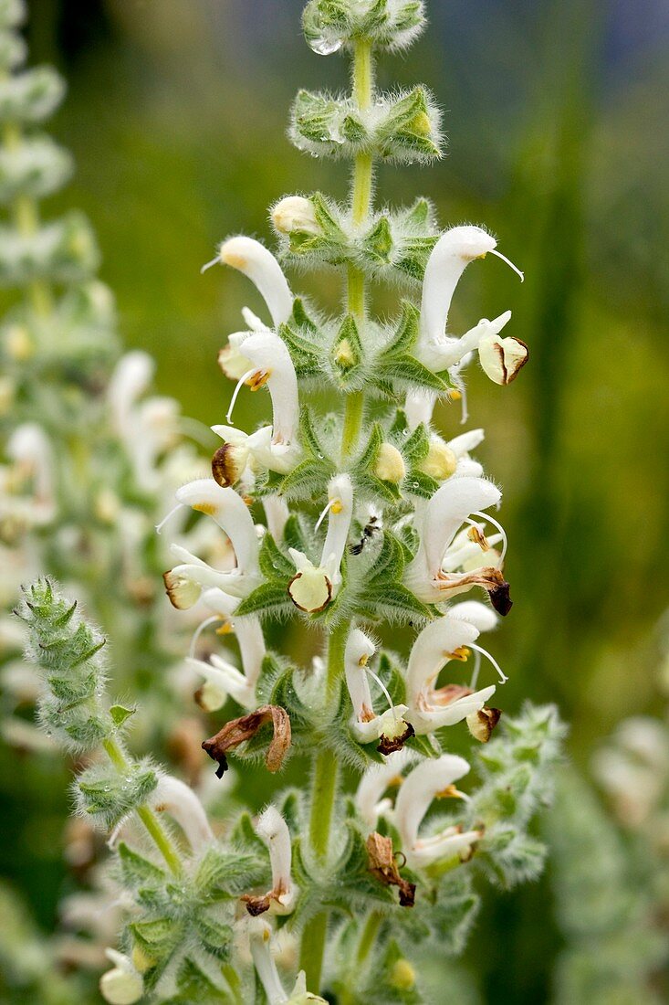 Sage (Salvia dominica)