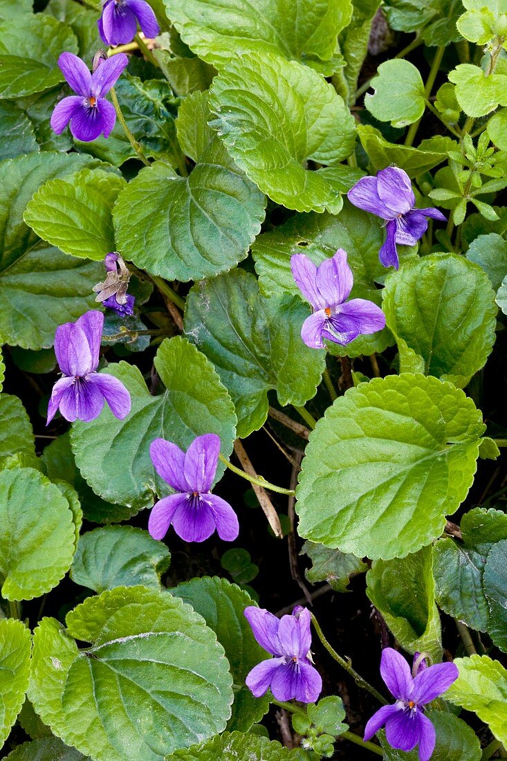 Viola odorata (Sweet Violets)