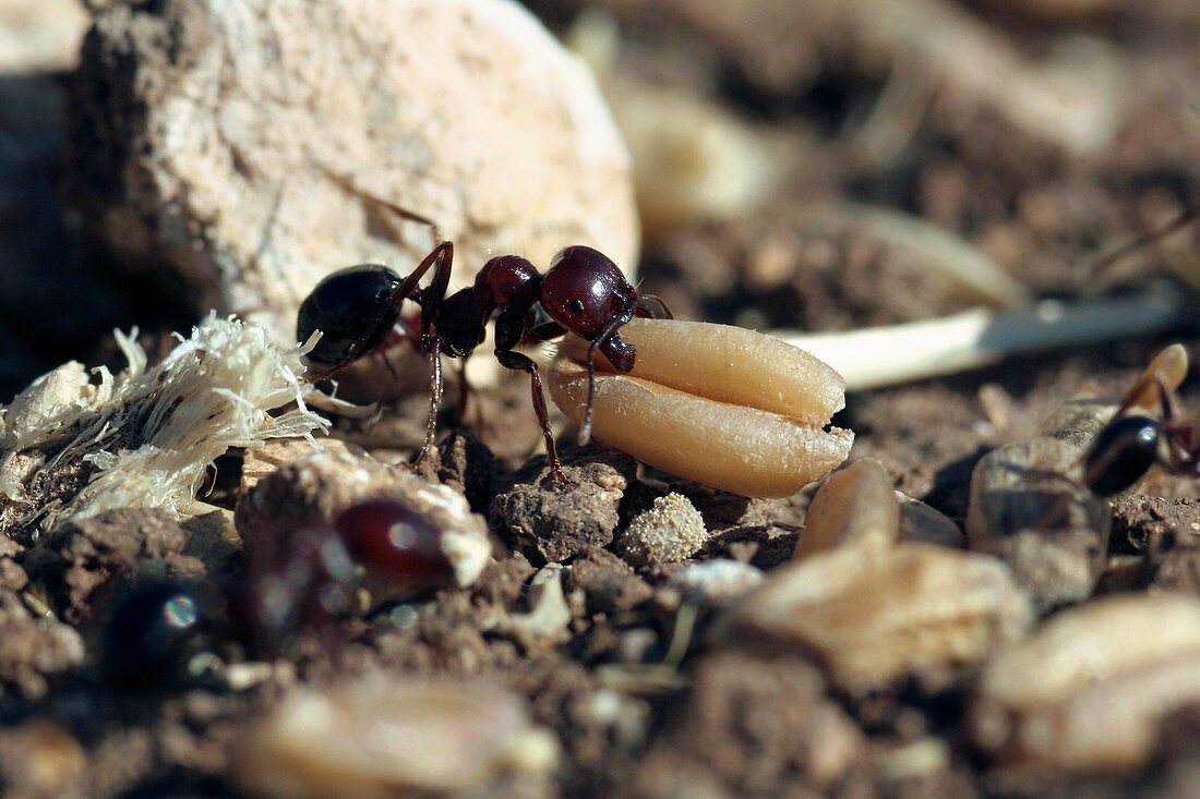 Black ant carrying grain seed