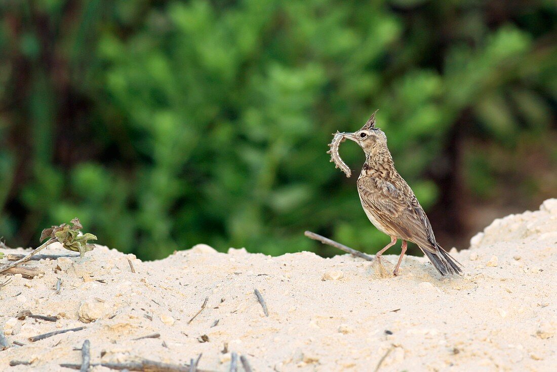 Crested lark with a caterpillar