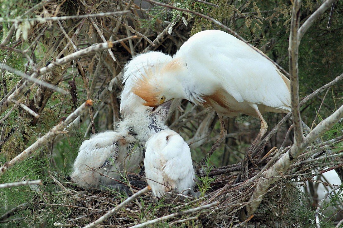 Cattle egret feeding its hatchlings
