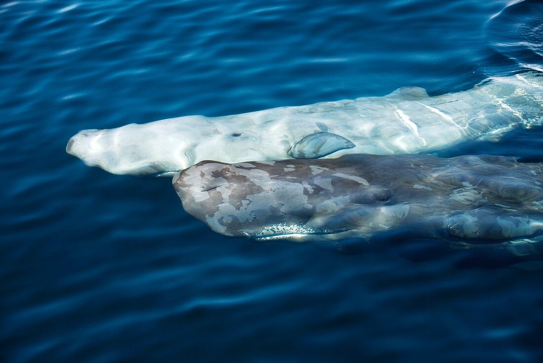 Sperm whales