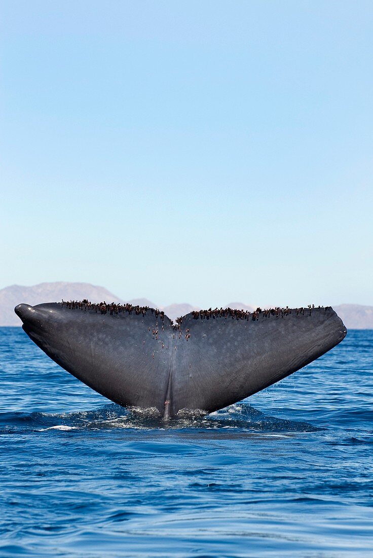 Blue whale fluking