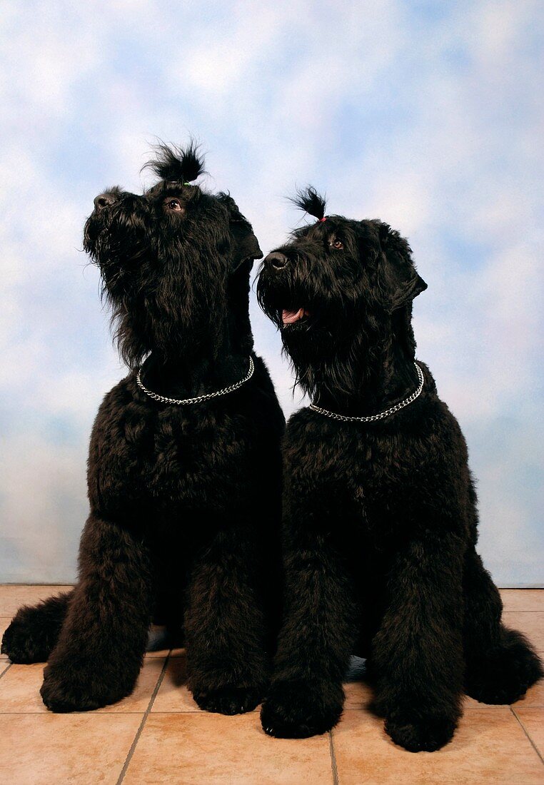 Black Russian terriers