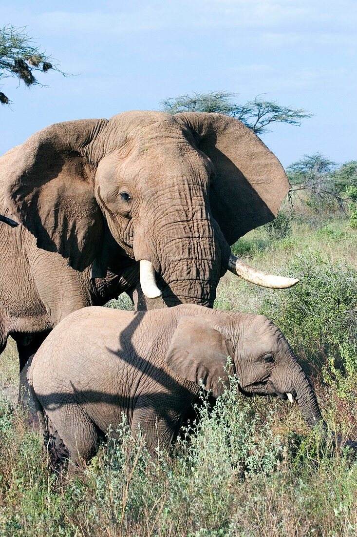 African elephant and calf