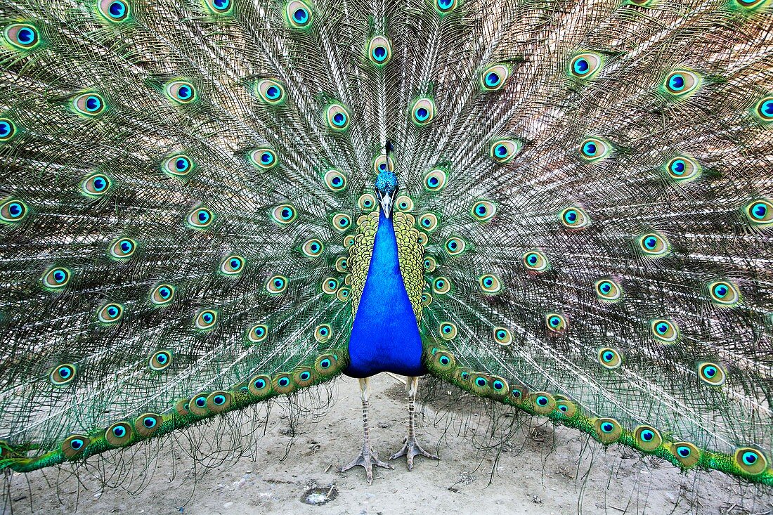 Male peacock displaying