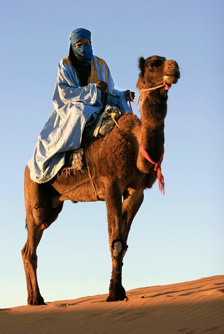 Berber riding a camel,Morocco