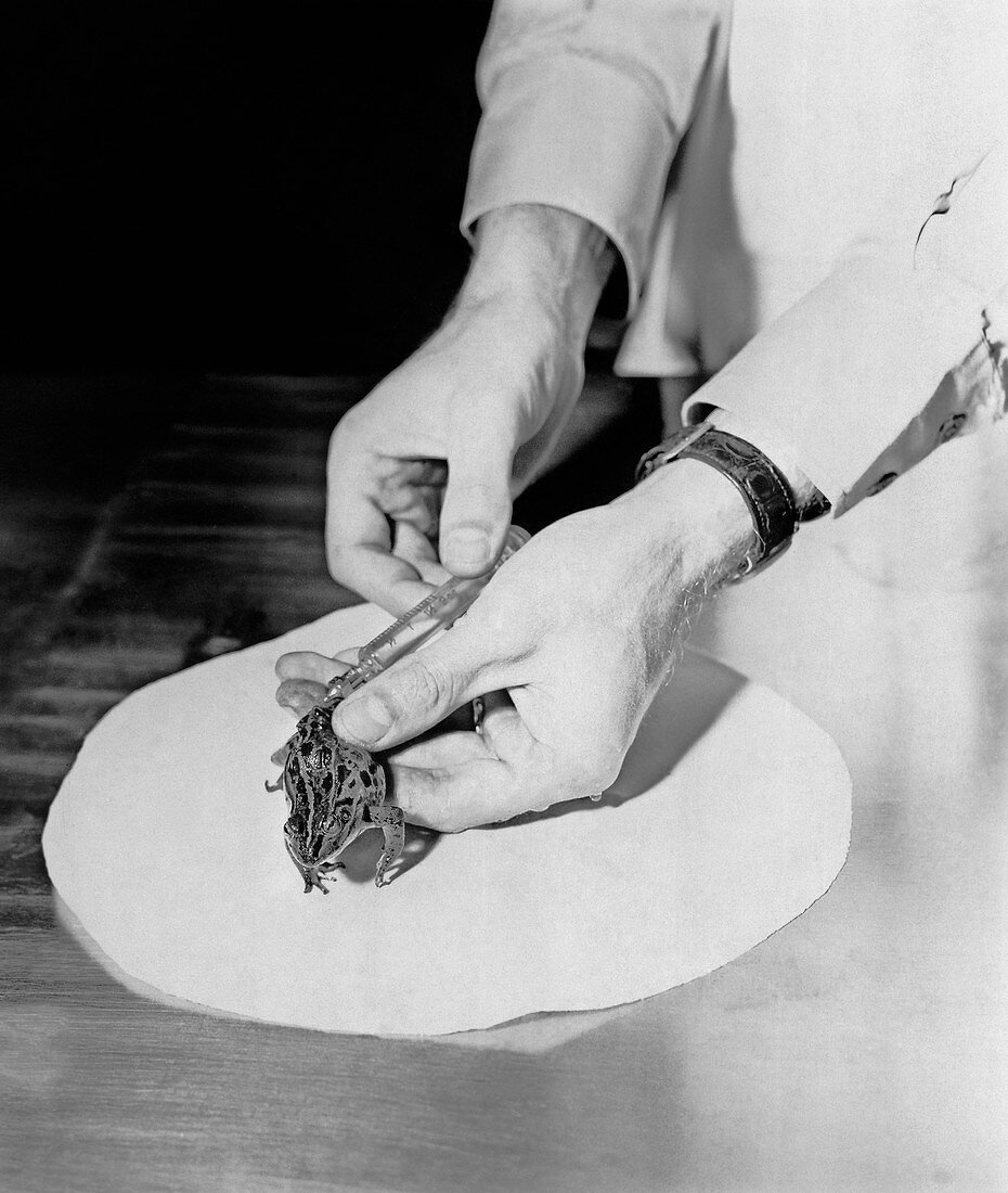 Frog pregnancy test,1950s
