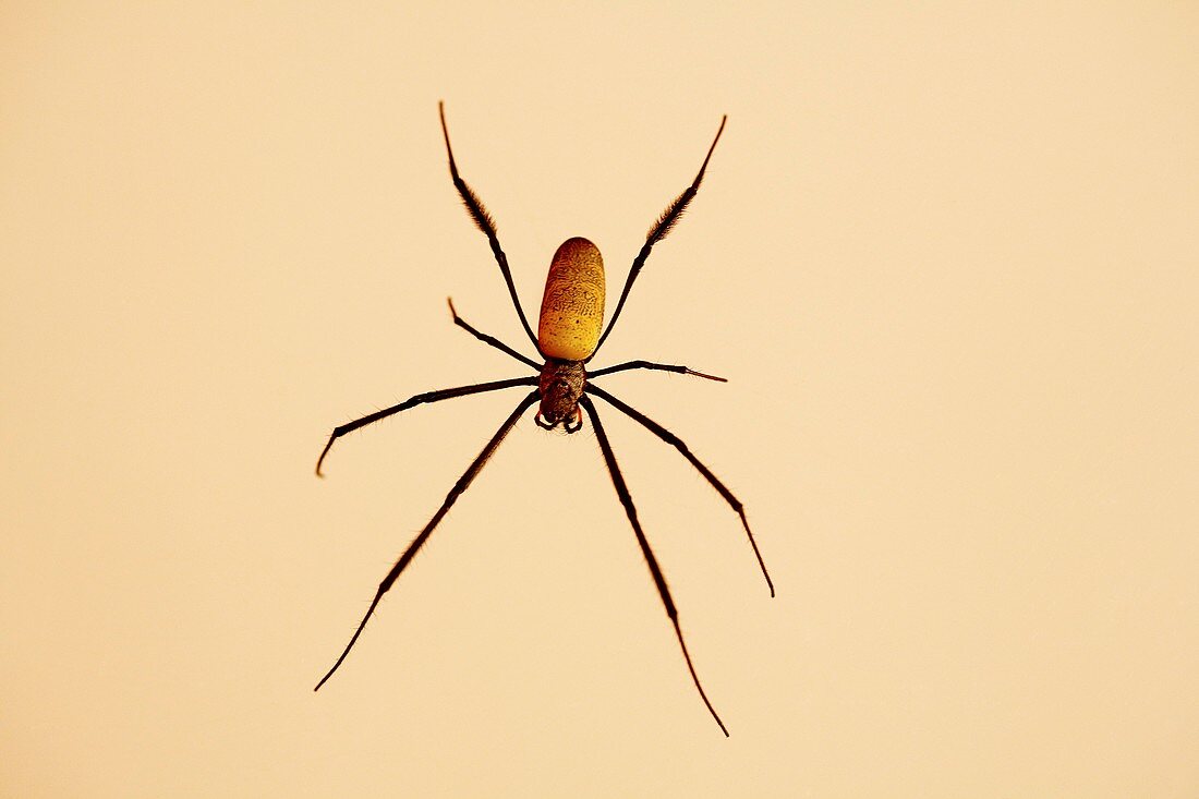 Spider from Uganda