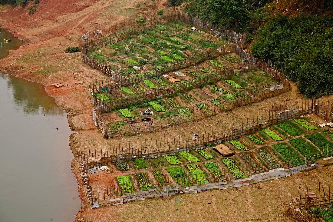 River garden,Laos