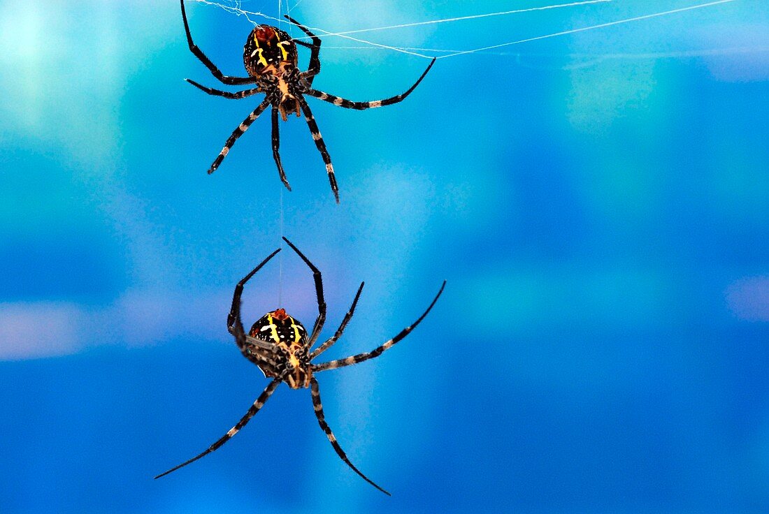 Argiope spiders