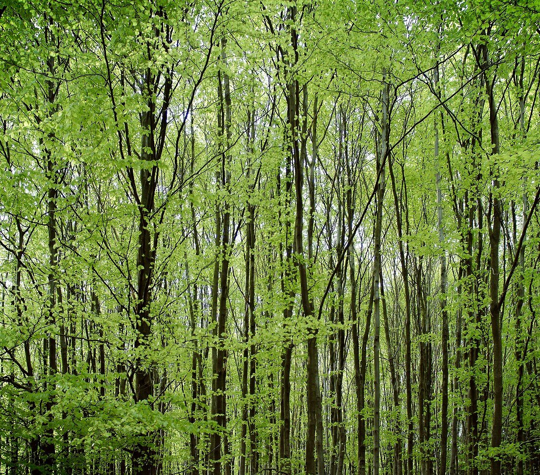 Trees in a wood