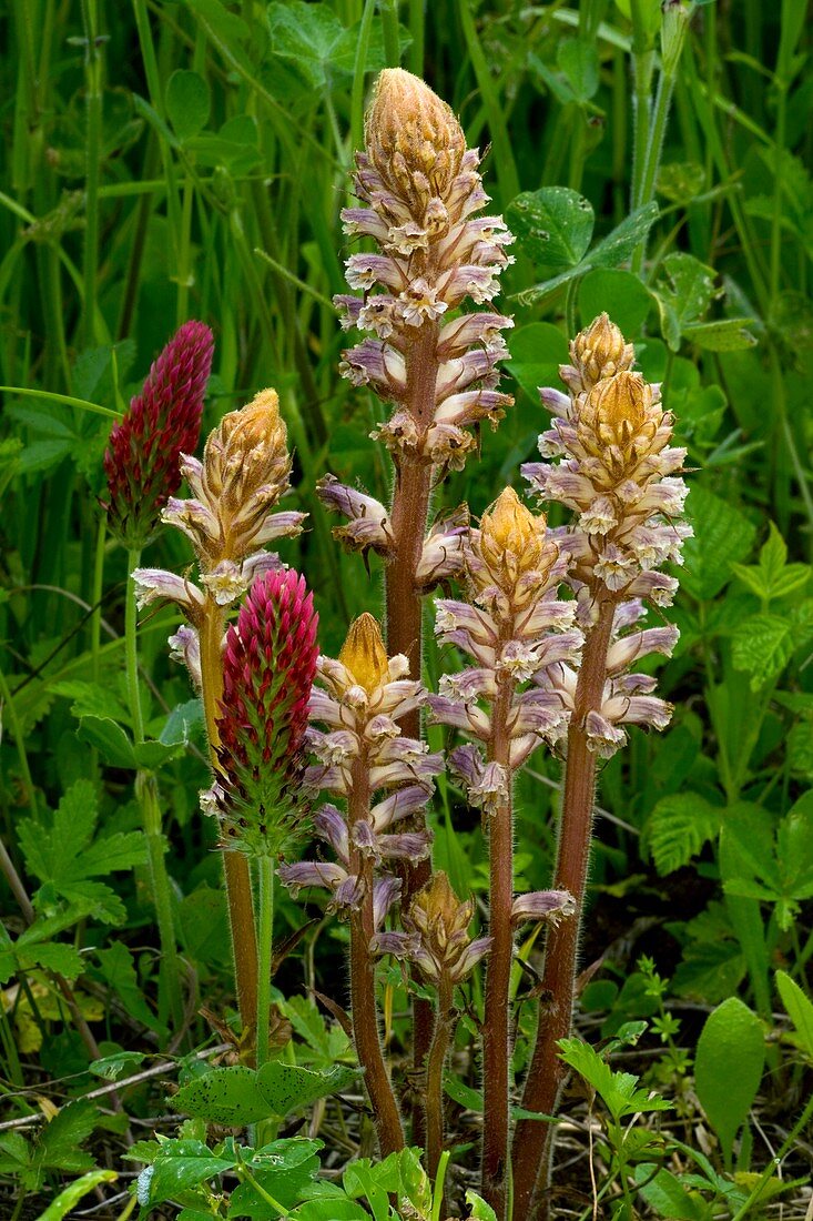 Orobanche minor and Trifolium