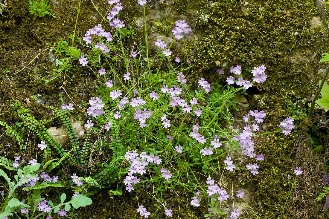 Fairy Foxgloves (Erinus alpinus)