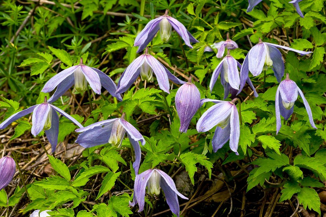 Alpine clematis (Clematis alpina)