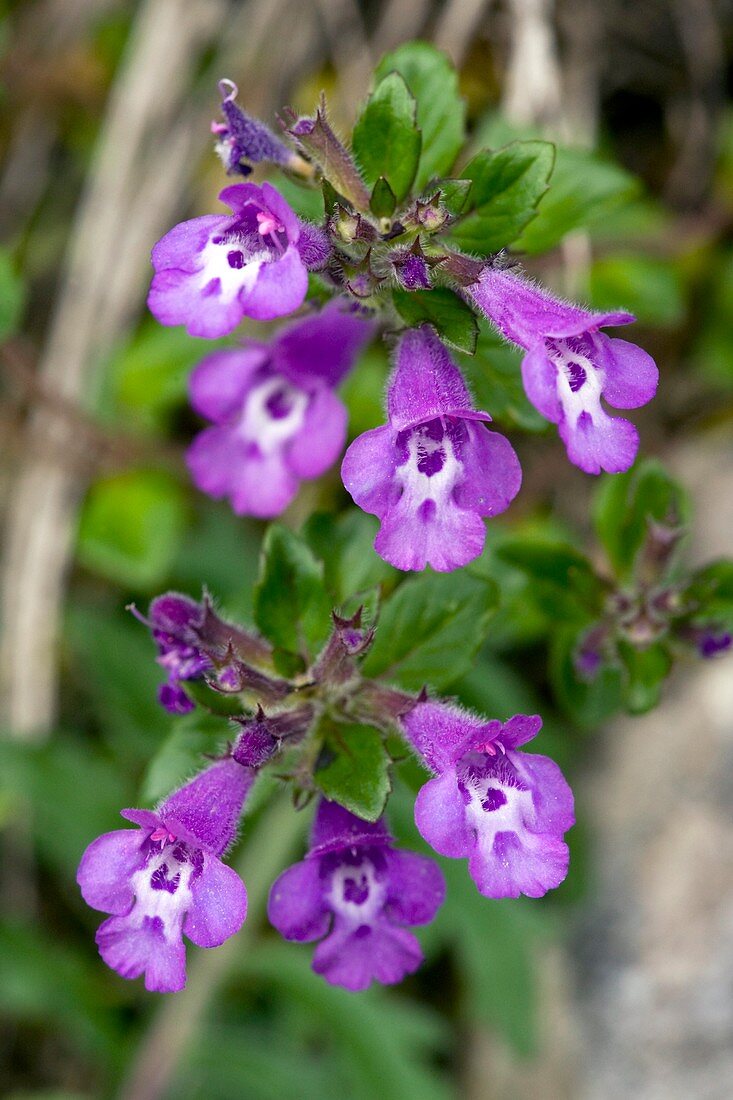 Alpine Basil-thyme (Acinos alpina)