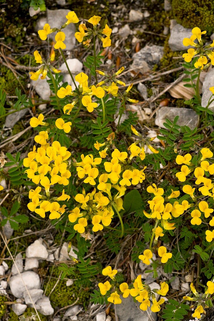 Horseshoe Vetch (Hippocrepis comosa)