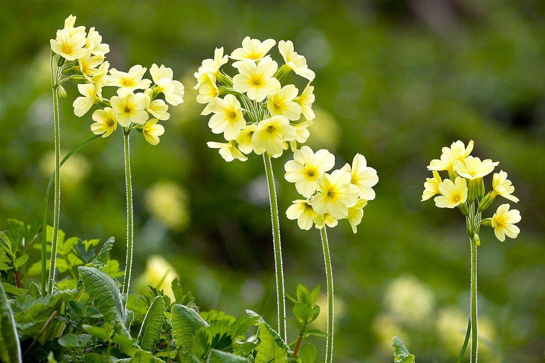 Oxlips (Primula elatior)