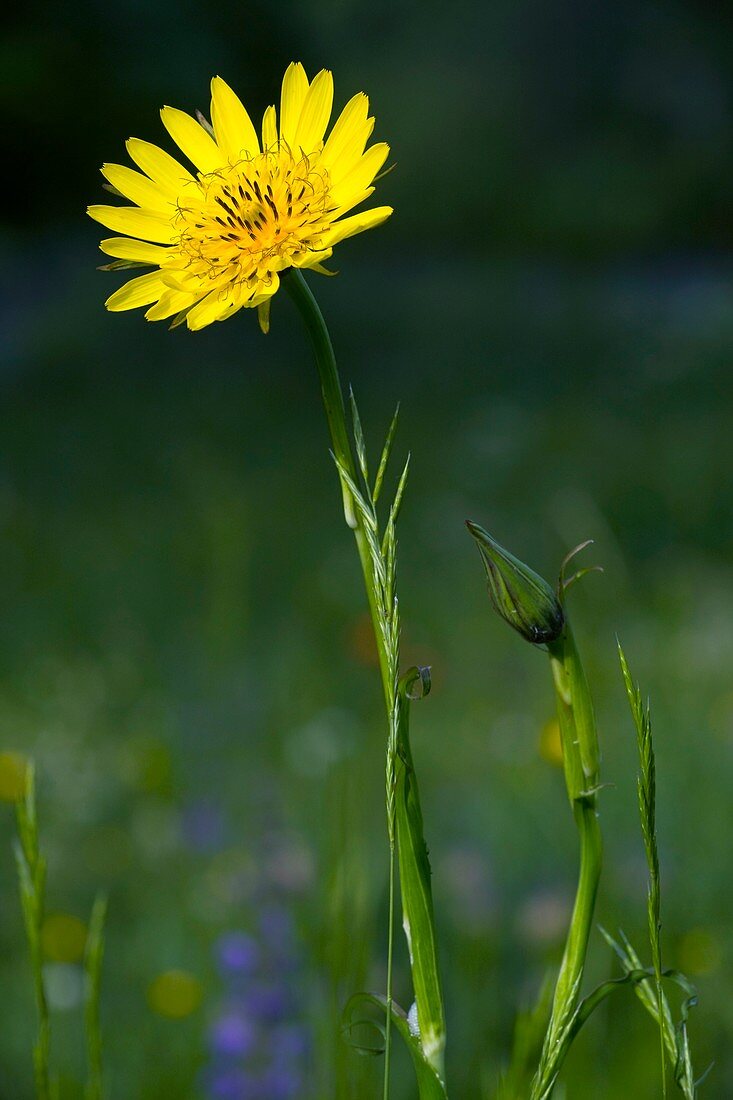 Goatsbeard (Tragopogon orientalis)