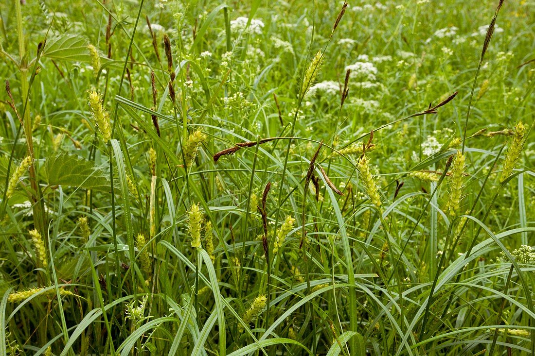 Hairy Sedge (Carex hirta)