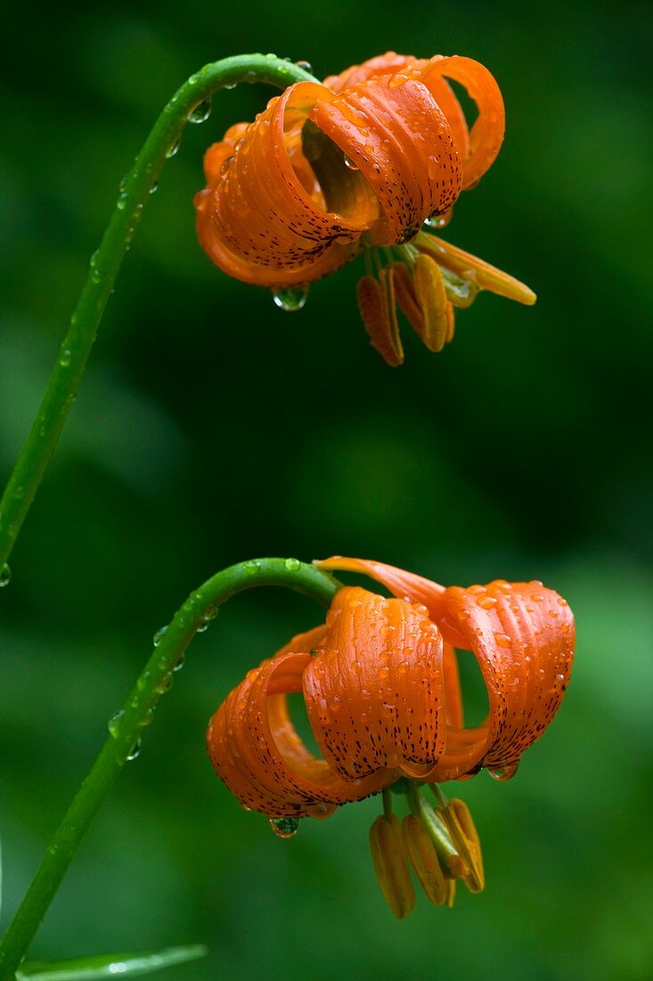Carnic Lily (Lilium carniolicum)