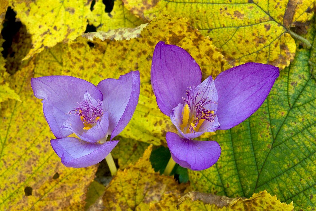 Autumn Crocus (Crocus banaticus)