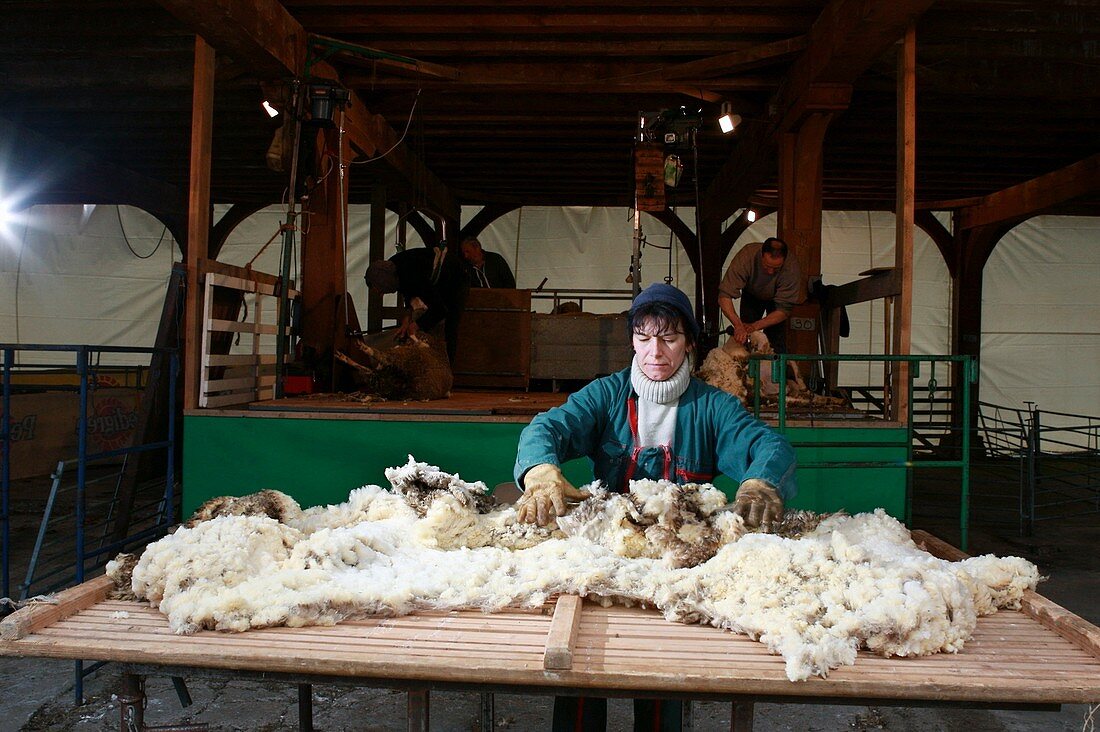 Sheep shearing