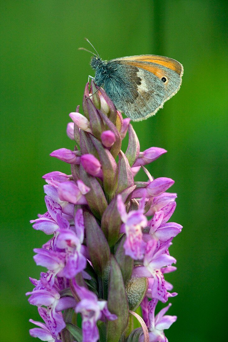 Coenonympha pamphilus