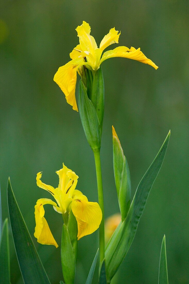 Yellow flag Iris (Iris pseudacorus)